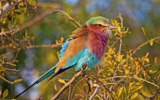 Lilac-breasted Roller reference