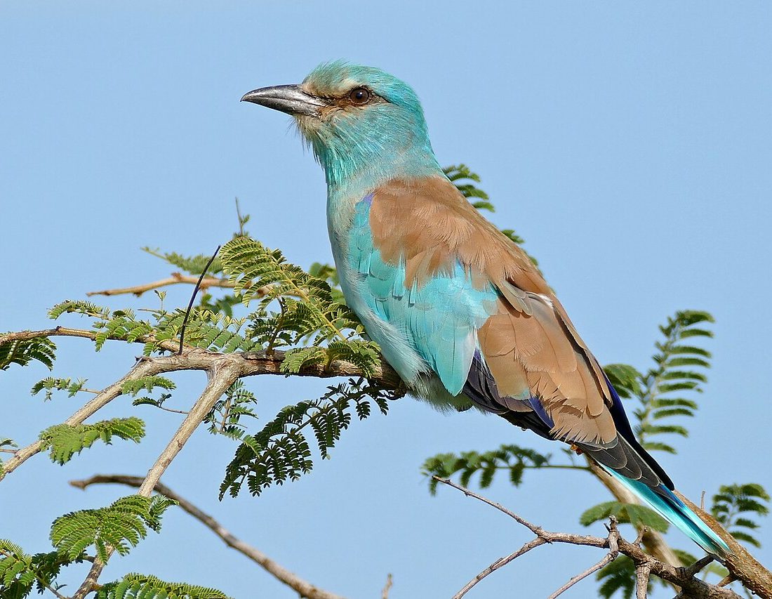 European Roller reference