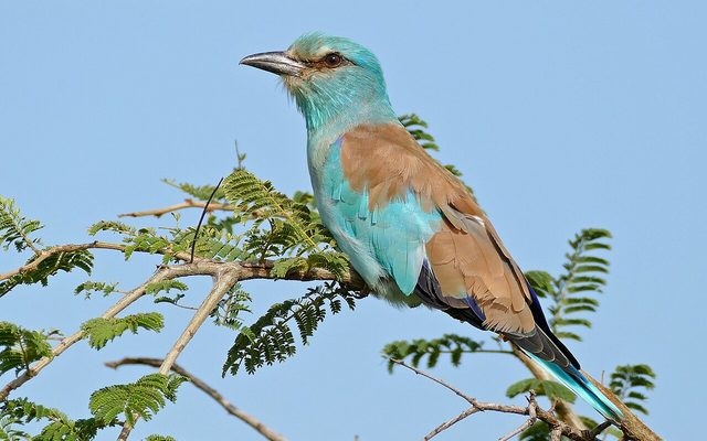 European Roller reference