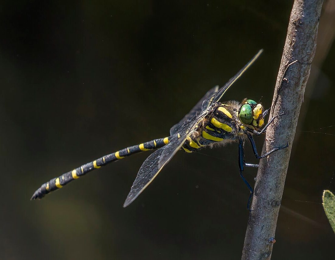 Golden-ringed Dragonfly reference