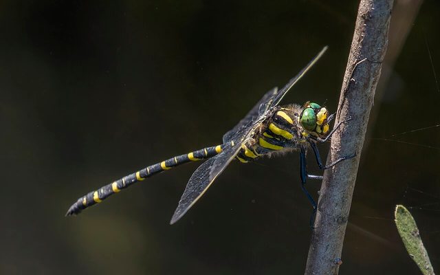 Golden-ringed Dragonfly reference