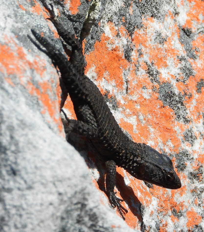 Black Girdled Lizard reference