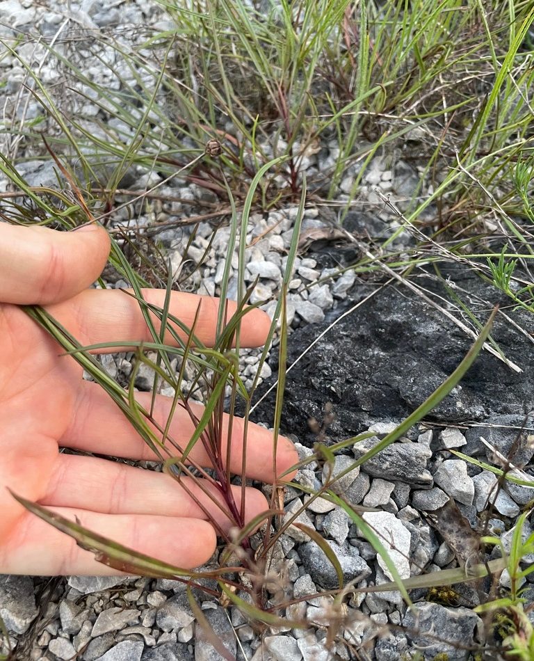 large-flowered tickseed reference