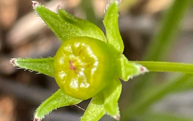 Lance-leaved Tickseed reference