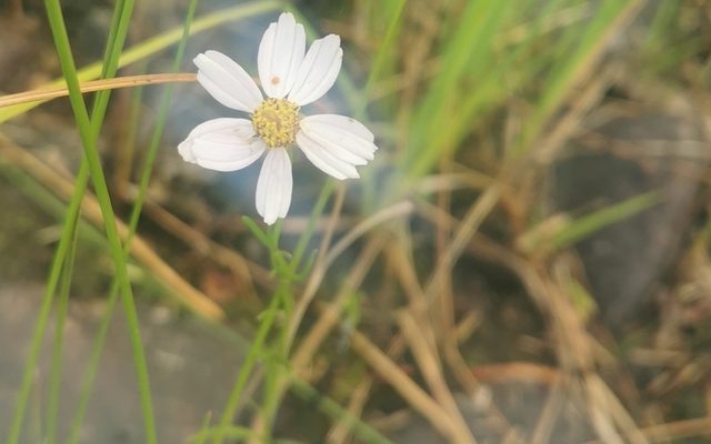 Rose Coreopsis reference