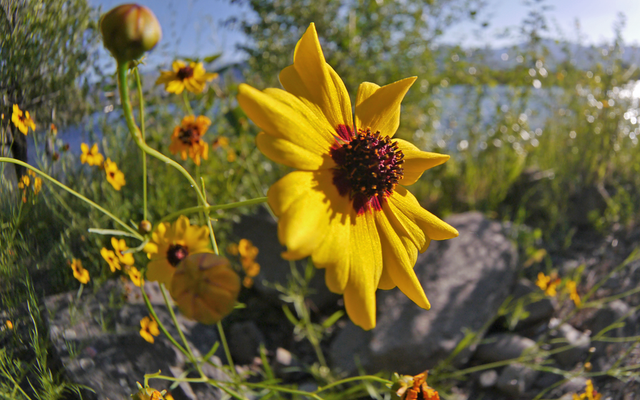 Plains Coreopsis reference