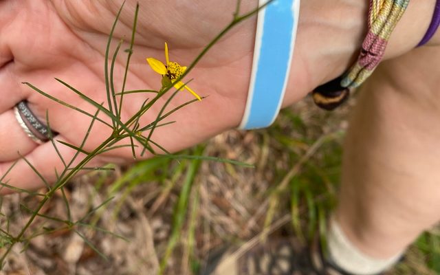 Threadleaf Coreopsis reference