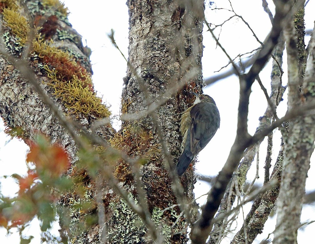 Papuan Treecreeper reference