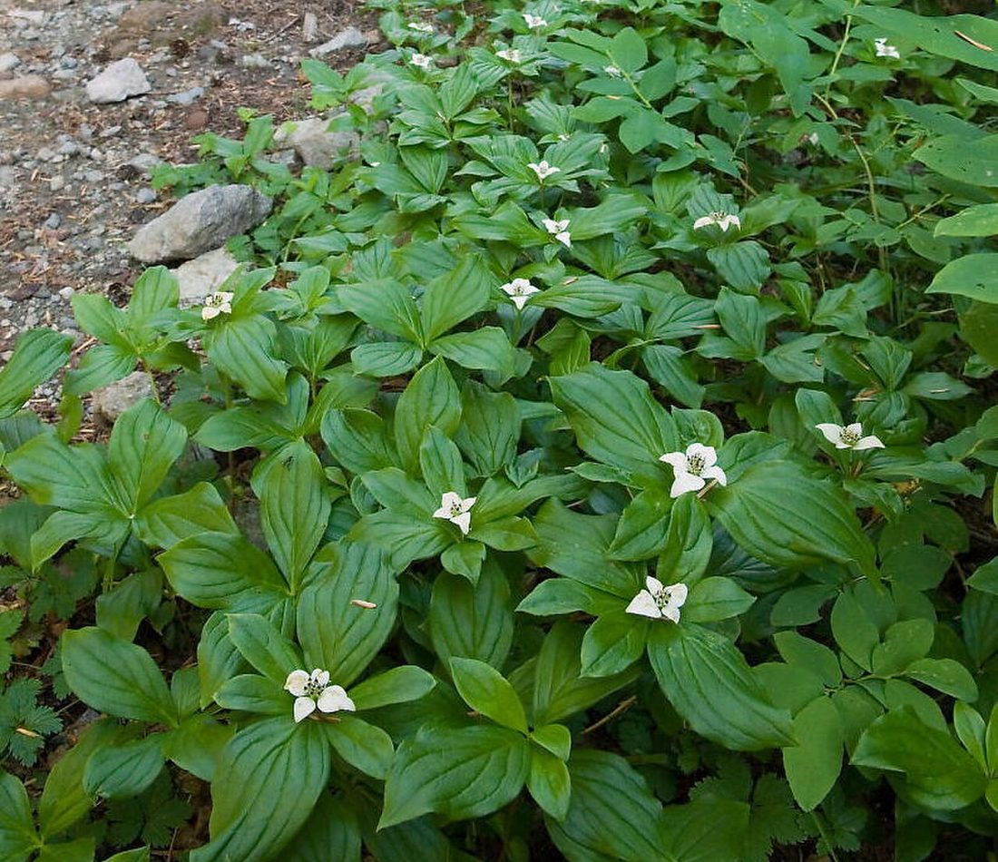 Canadian bunchberry reference