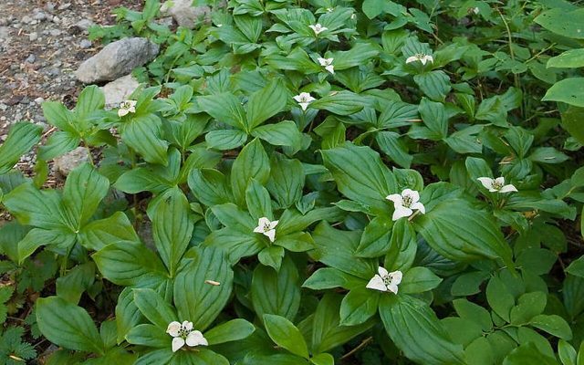 Bunchberry reference