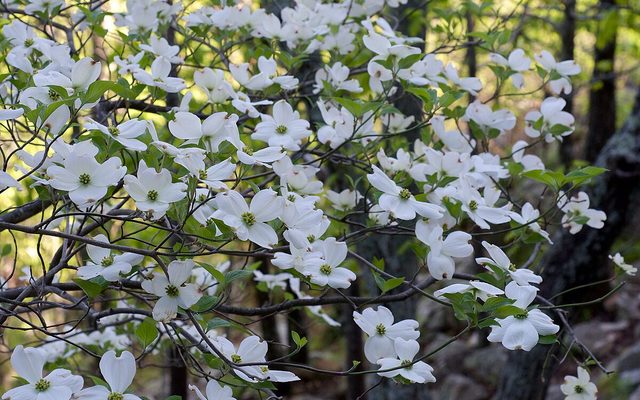 Flowering Dogwood reference