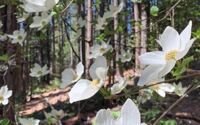 Pacific Dogwood reference