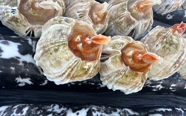 Humpback Whale Barnacle reference