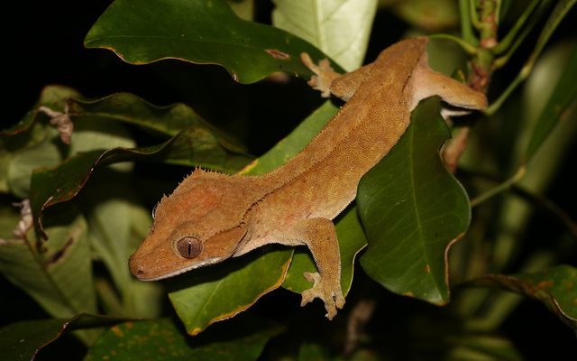 Crested Gecko reference