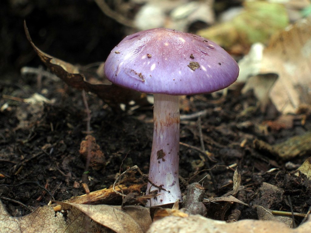 Viscid Violet Cort reference
