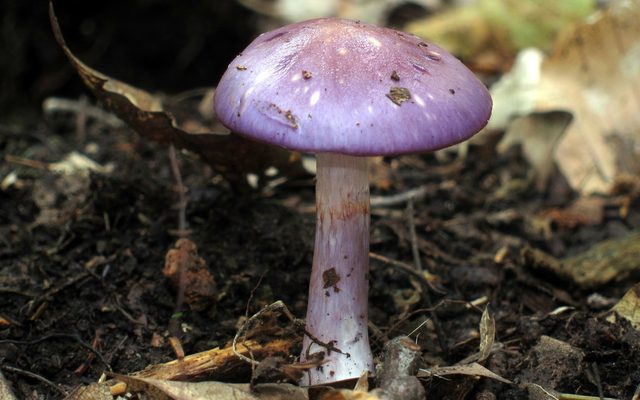 Spotted Viscid Violet reference