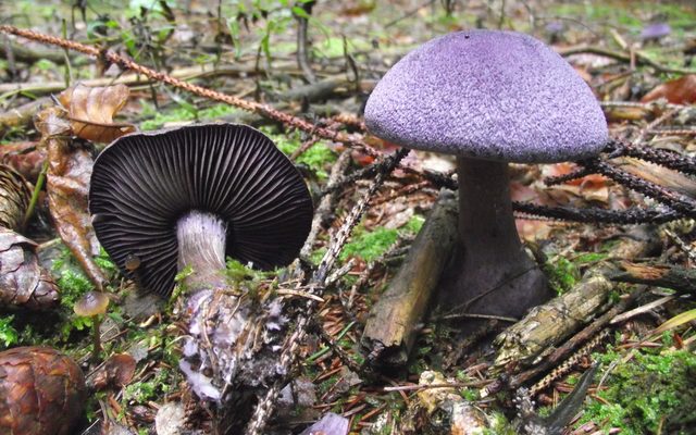 Violet Webcap reference