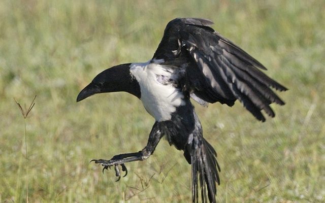 Pied Crow reference