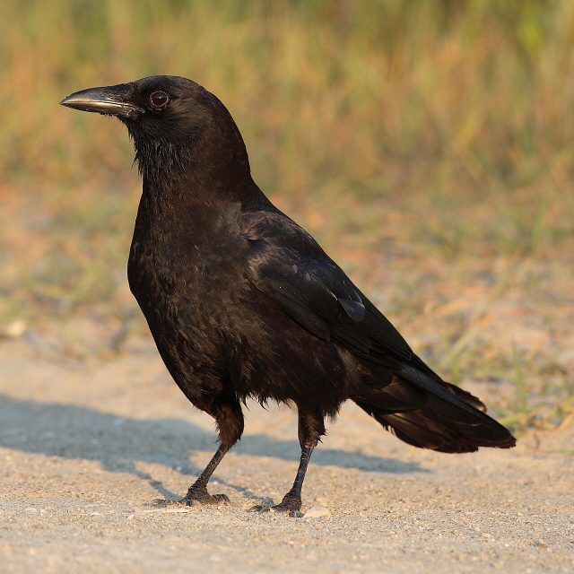 American Crow reference