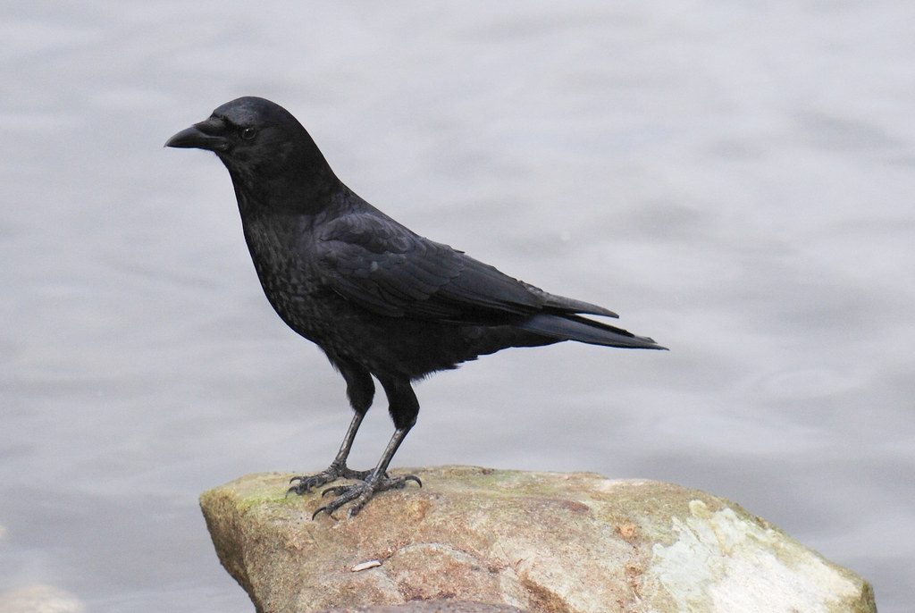 Northwestern Crow reference