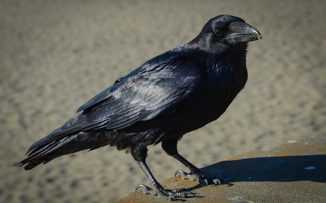 Common Raven reference