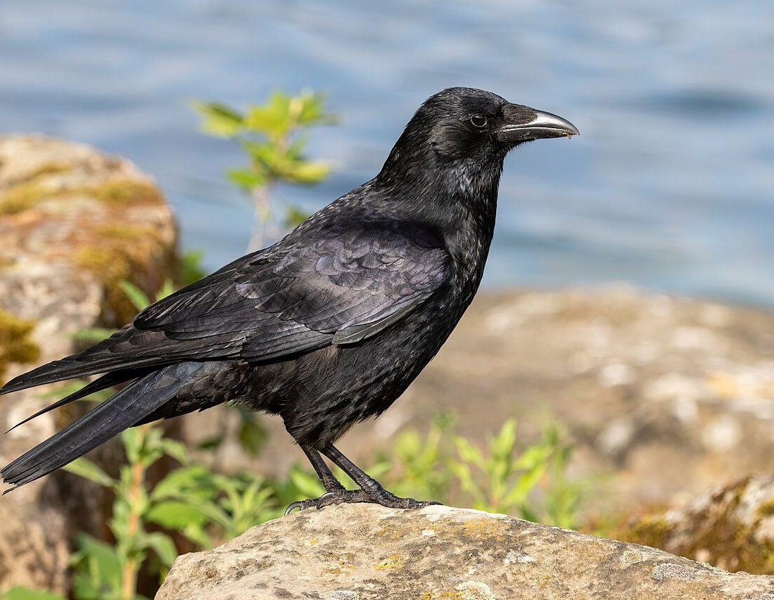 Carrion Crow reference