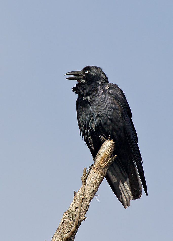 Australian Raven reference