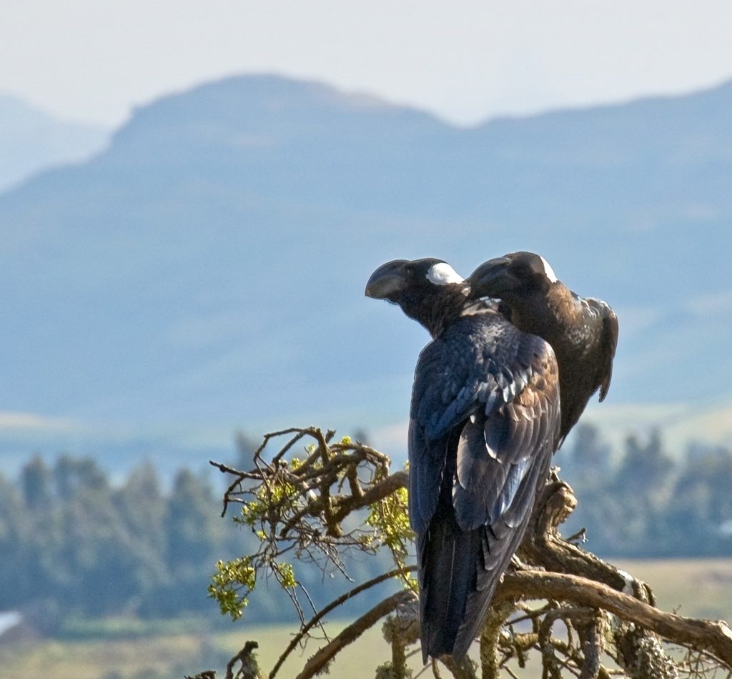 Thick-billed Raven reference