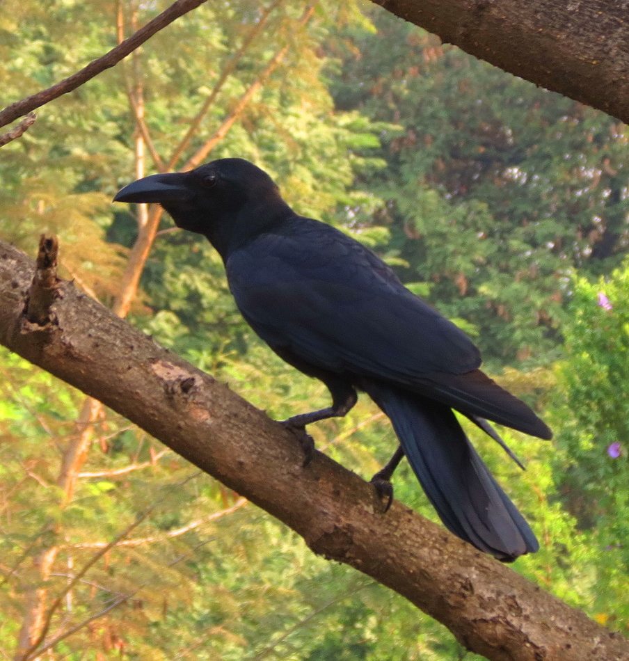 Large-billed Crow reference