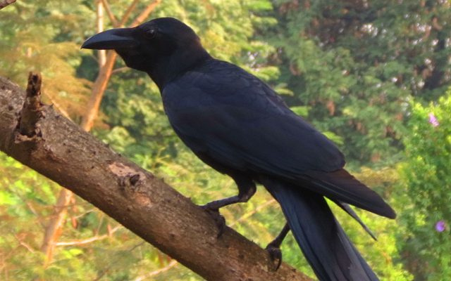 Large-billed Crow reference