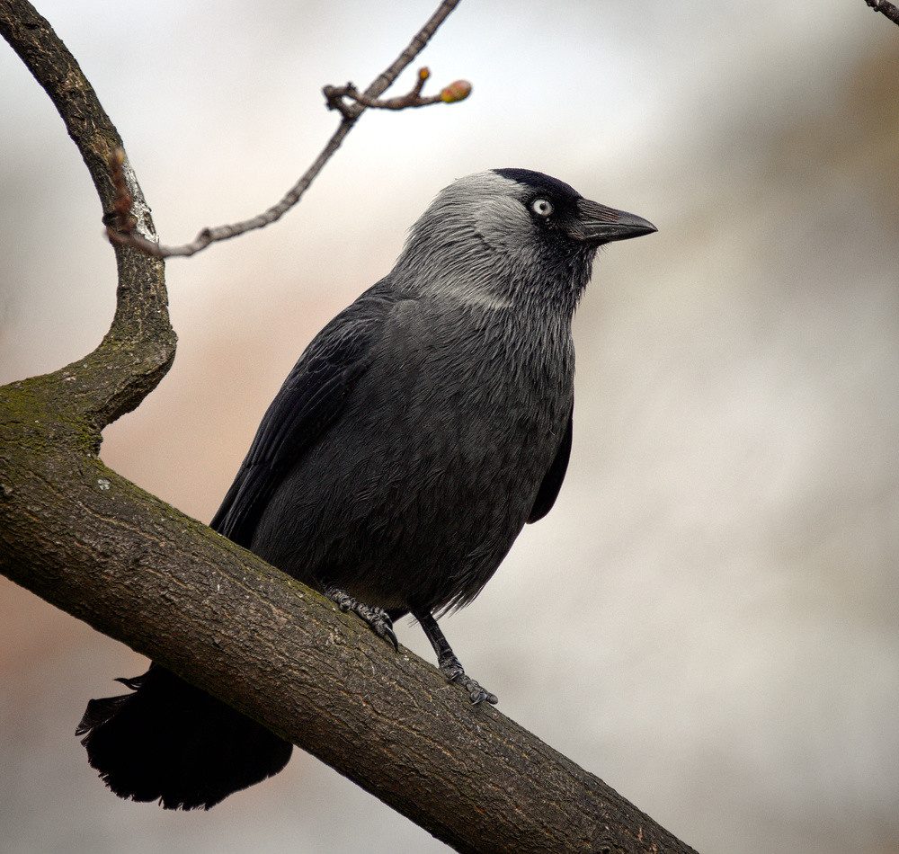 Western Jackdaw reference