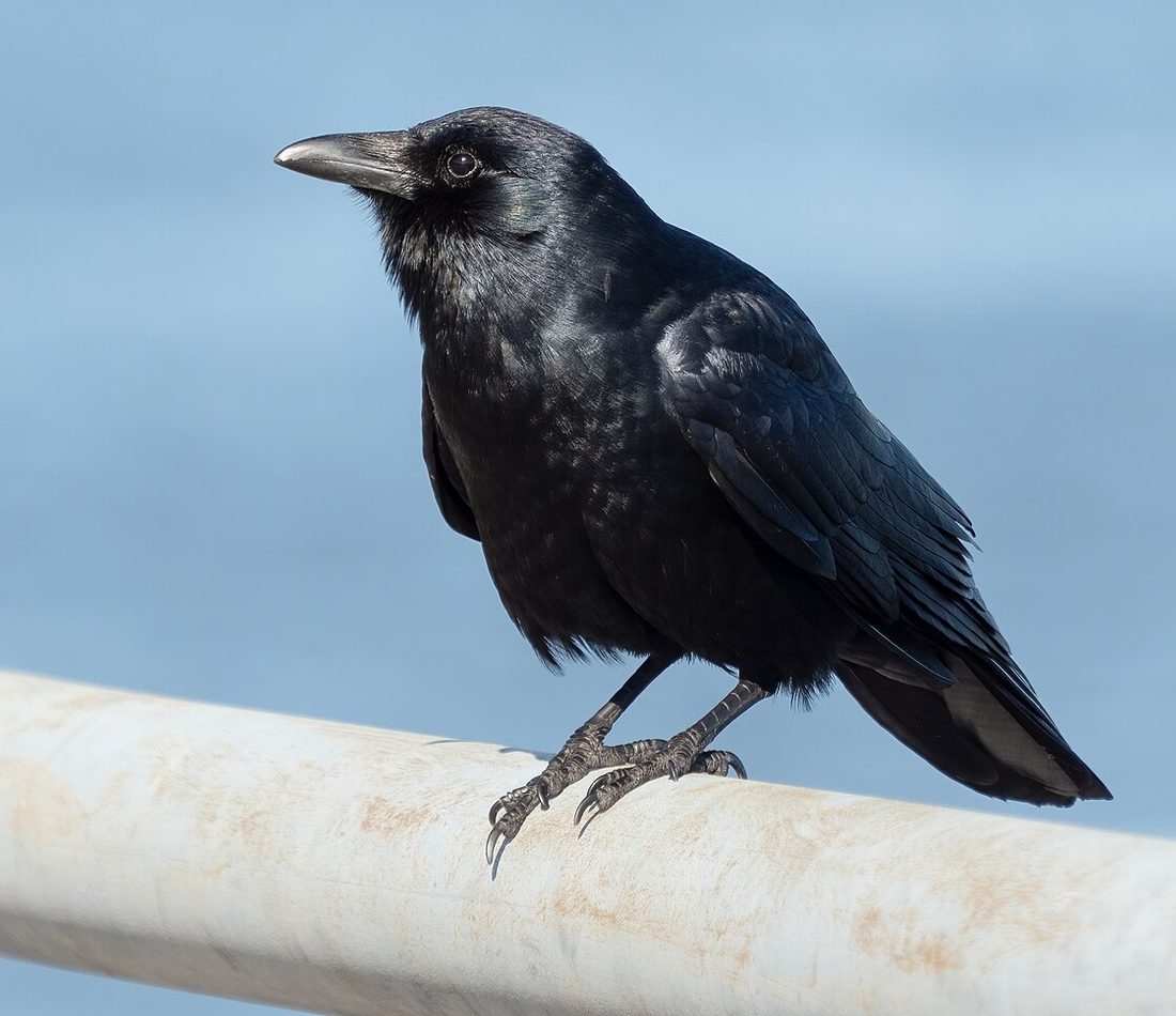 Fish Crow reference