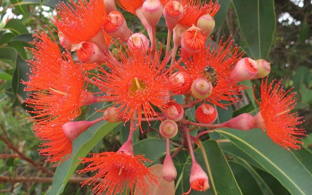 Red Flowering Gum reference