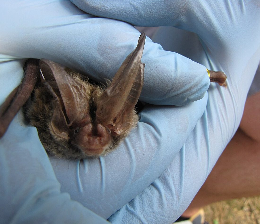 Rafinesque's Big-eared Bat reference