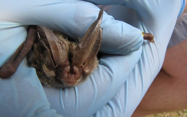Rafinesque's Big-eared Bat reference