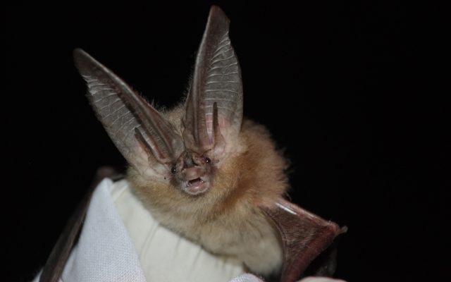 Townsend's Big-eared Bat reference