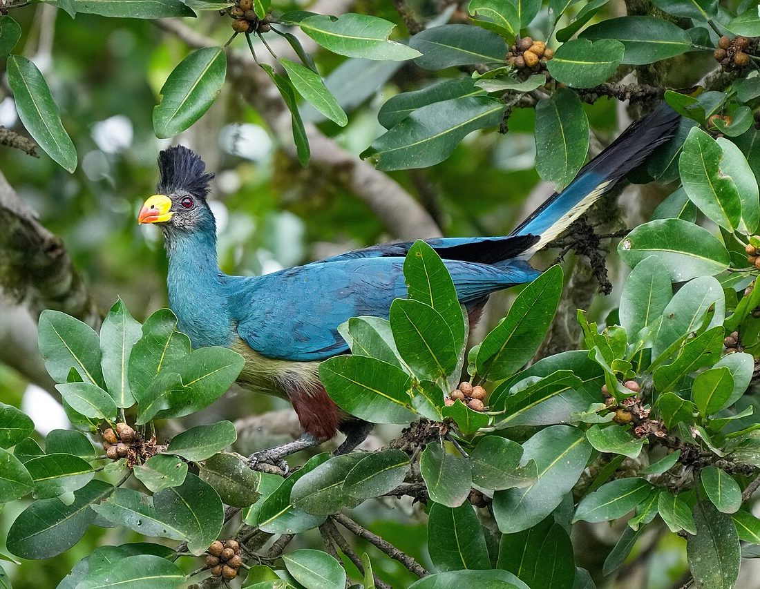 Great Blue Turaco reference