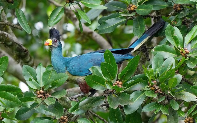 Great Blue Turaco reference