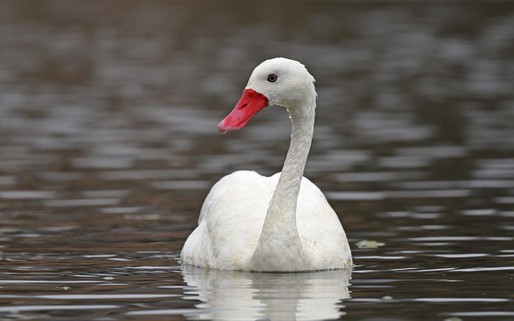 Coscoroba Swan reference