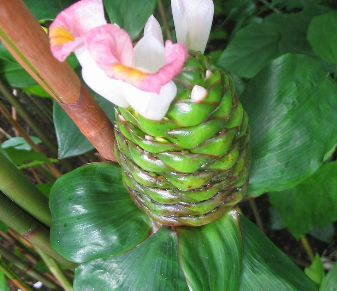 Costus afer reference