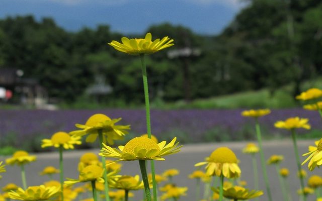 Yellow Chamomile reference