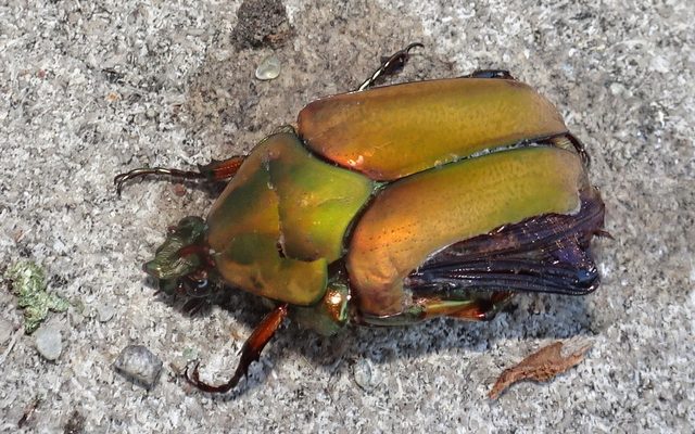 Green June Beetle reference