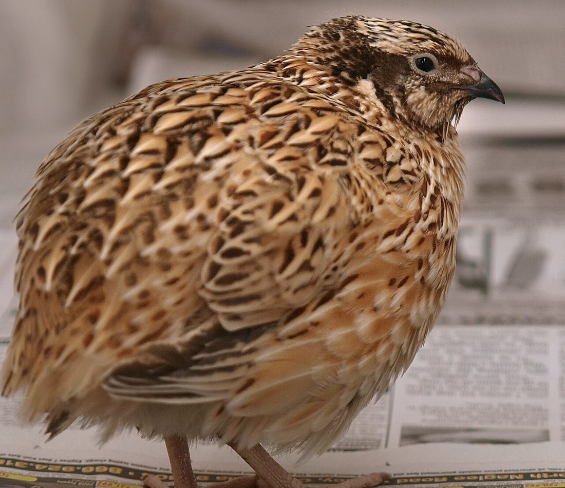 Japanese Quail reference
