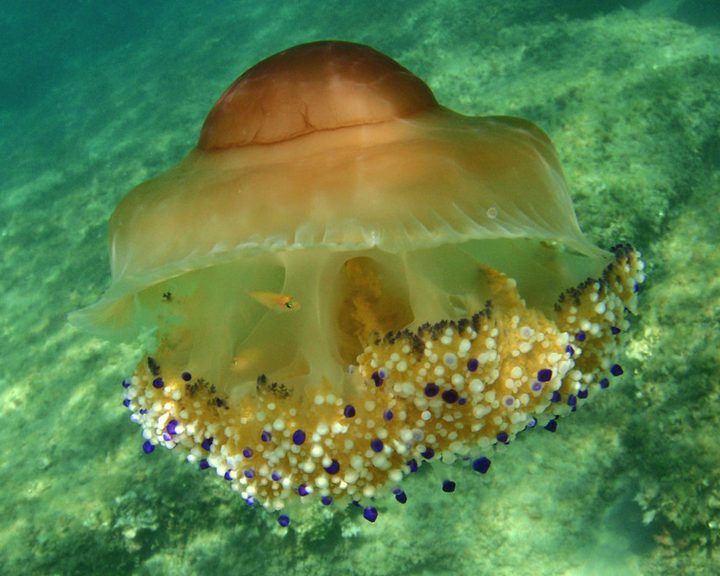 Fried Egg Jellyfish