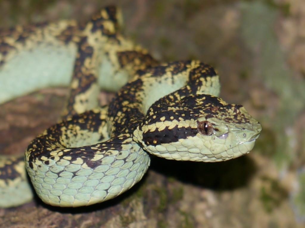 Malabar Pit Viper reference