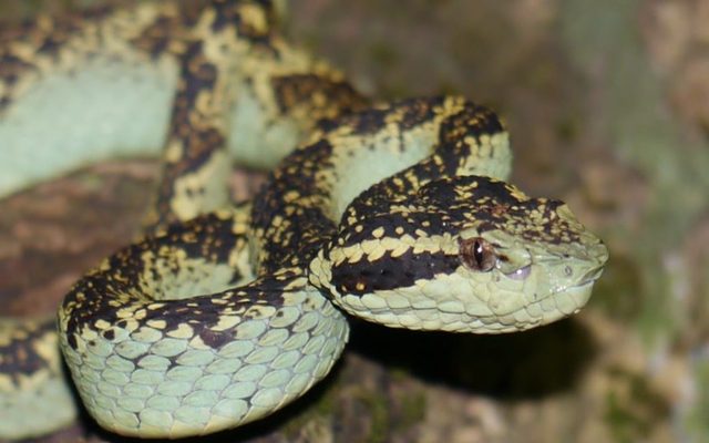 Malabar Pit Viper reference