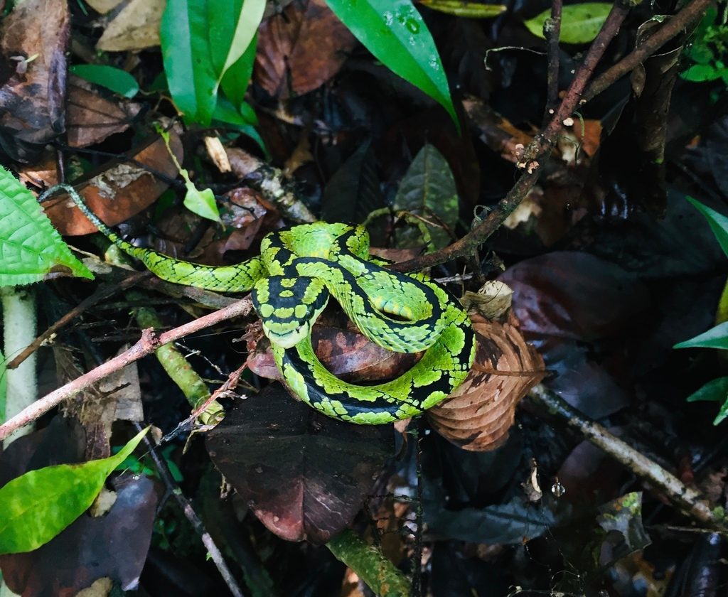 Ceylon Pit Viper reference