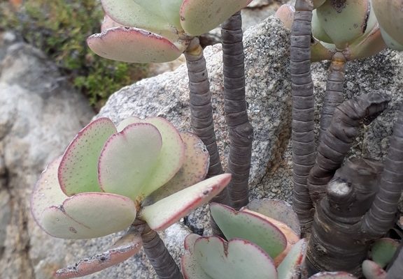 Silver Jade Plant reference