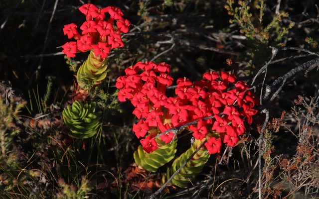 Red Crassula reference