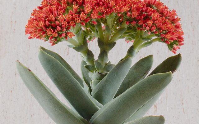 Propeller Plant reference